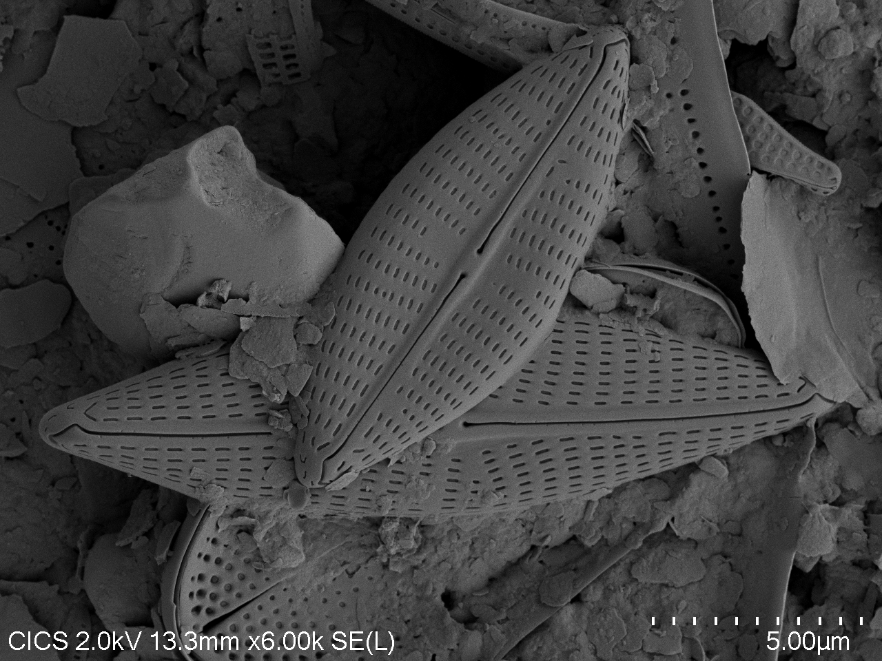 Navicula subphyllepta, diatomée